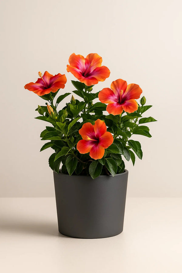 Hibiscus Fiesta Bush Premium