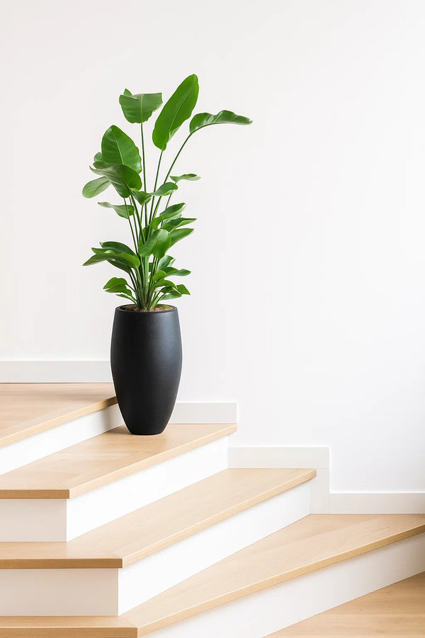 Bird Of Paradise White Multi