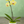 Load image into Gallery viewer, Orchid Phalaenopsis Yellow
