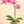 Load image into Gallery viewer, Orchid Phalaenopsis Pink
