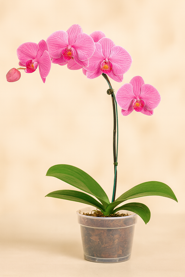 Orchid Phalaenopsis Pink