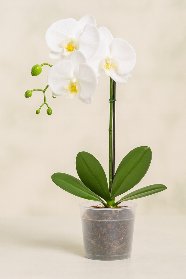 Orchid Phalaenopsis White