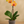 Load image into Gallery viewer, Orchid Phalaenopsis Orange
