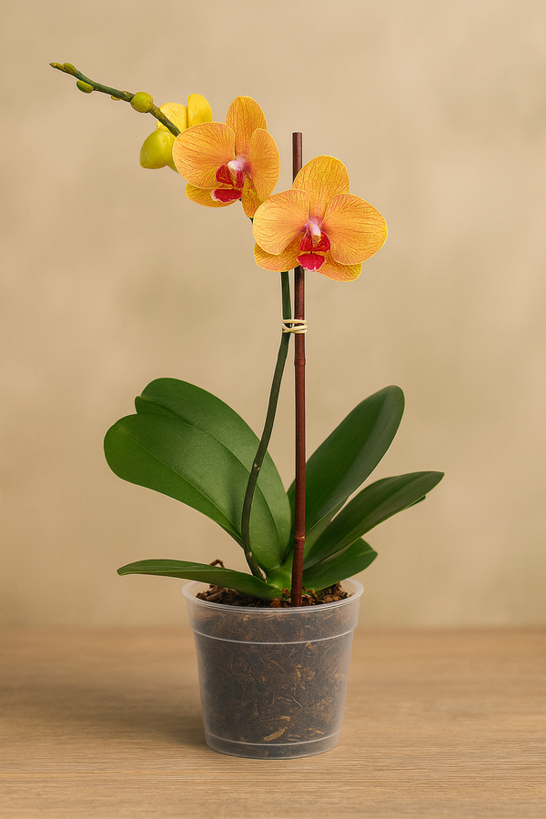 Orchid Phalaenopsis Orange