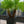 Load image into Gallery viewer, Palm Phoenix Roebelinii Double/Triple
