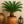 Load image into Gallery viewer, Palm Cycas King Sago
