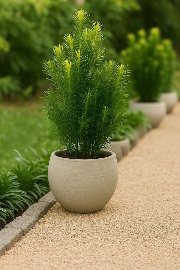 Podocarpus Maki