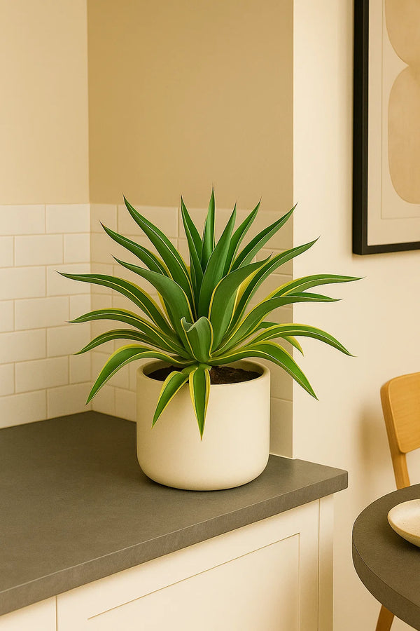 Agave Lurida Varigated