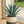 Load image into Gallery viewer, Agave Blue

