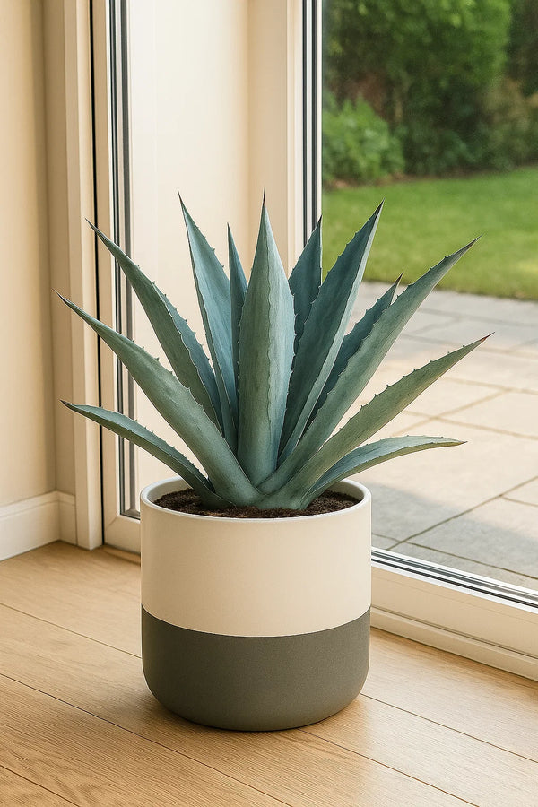 Agave Blue