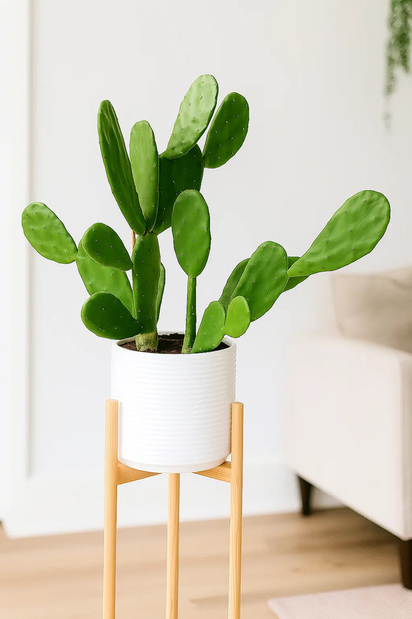 indoor prickly pear cactus Cactus Prickly Pear – ShopTropicals