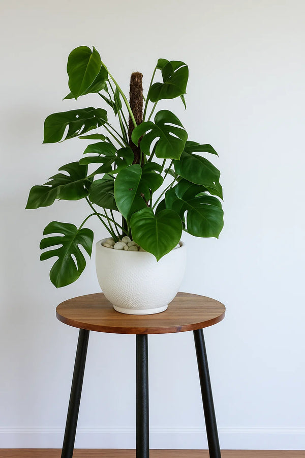 swiss cheese plant indoor Monstera Swiss Cheese – ShopTropicals