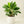 Load image into Gallery viewer, Aglaonema Maria
