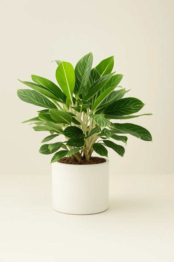 buy aglaonema Aglaonema Maria – ShopTropicals