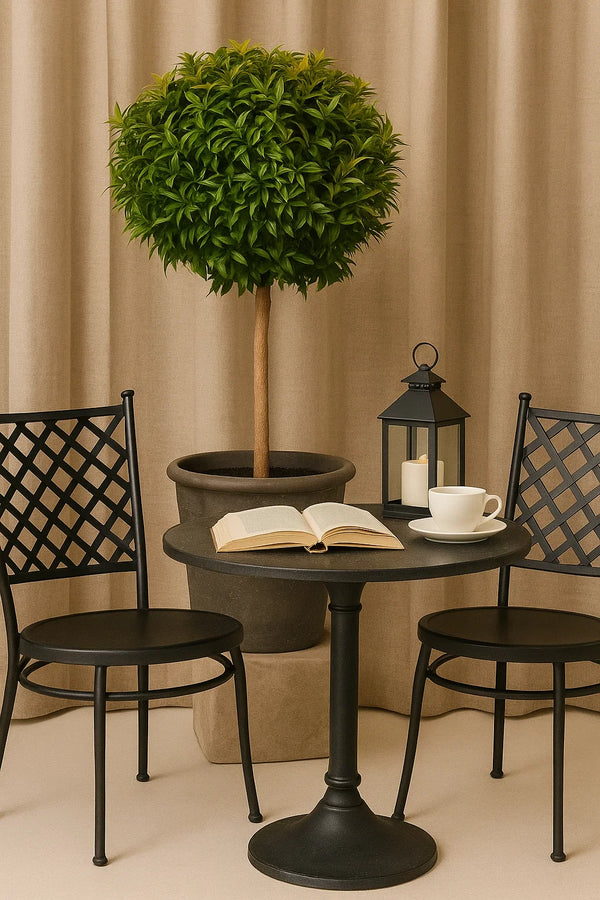 Eugenia Topiary 1 Ball on trunk