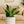 Load image into Gallery viewer, Sansevieria Futura Superba
