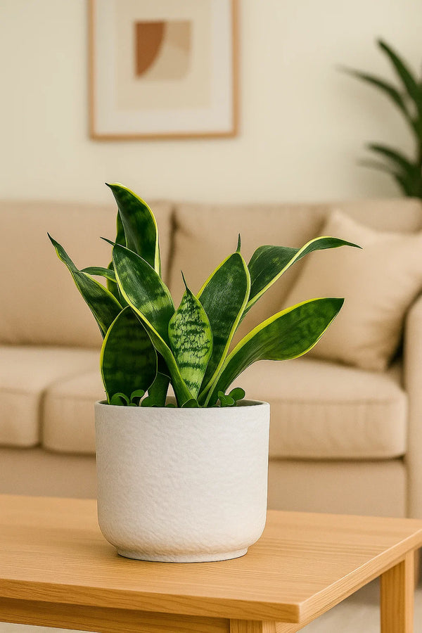 Sansevieria Futura Superba