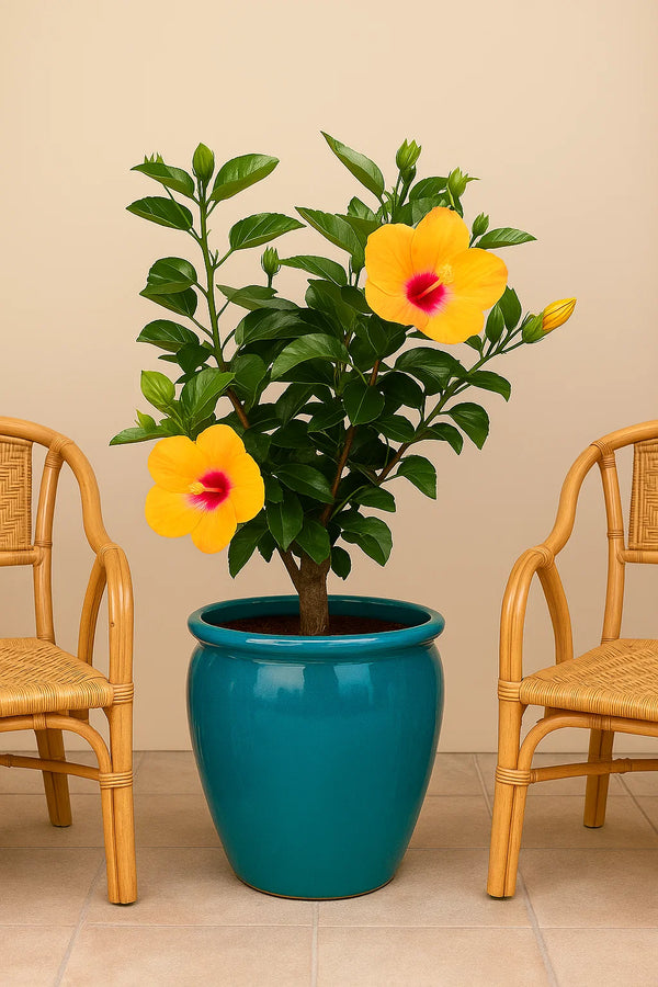 Hibiscus Orange Pride Tree Reg