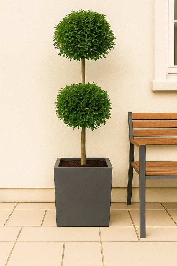 Eugenia Topiary 2 Ball