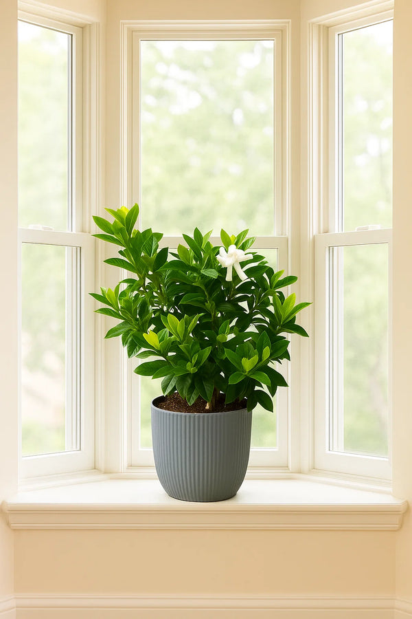 miami indoor plants Gardenia Miami Supreme Grafted – ShopTropicals