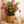 Load image into Gallery viewer, Dipladenia Pink Bush
