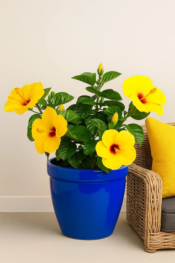 plant hibiscus in pot Hibiscus Sunny Yellow Bush Premium – ShopTropicals