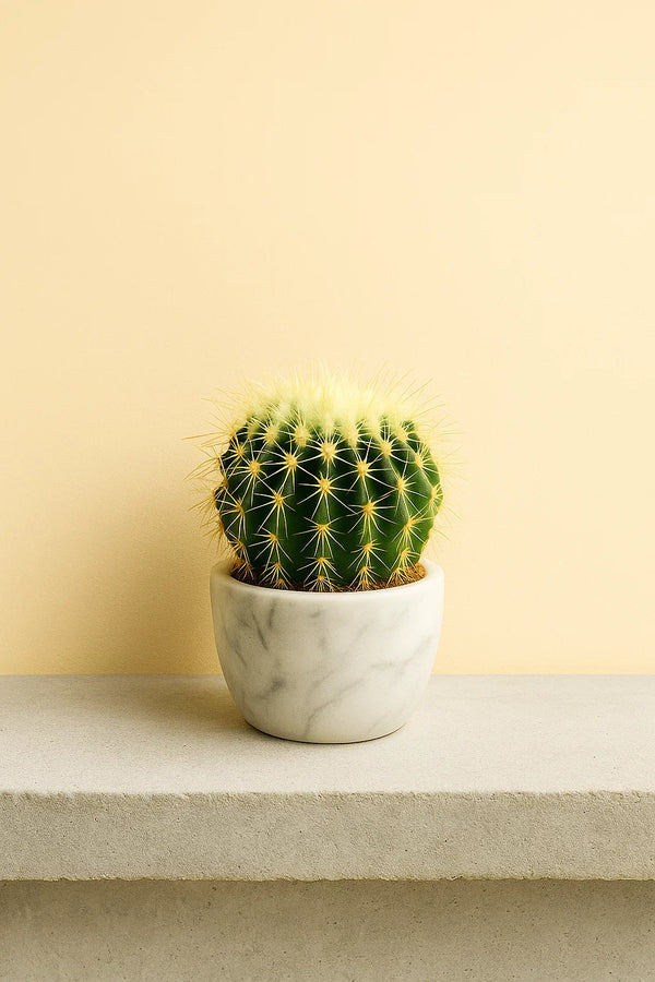 Cactus Golden Barrel