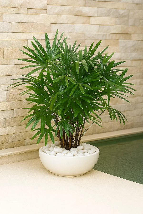 lady palm house plant Palm Rhapis – ShopTropicals