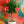 Load image into Gallery viewer, Hibiscus Painted Lady Bush Reg
