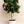 Load image into Gallery viewer, Hibiscus Anderson Crape Tree Reg
