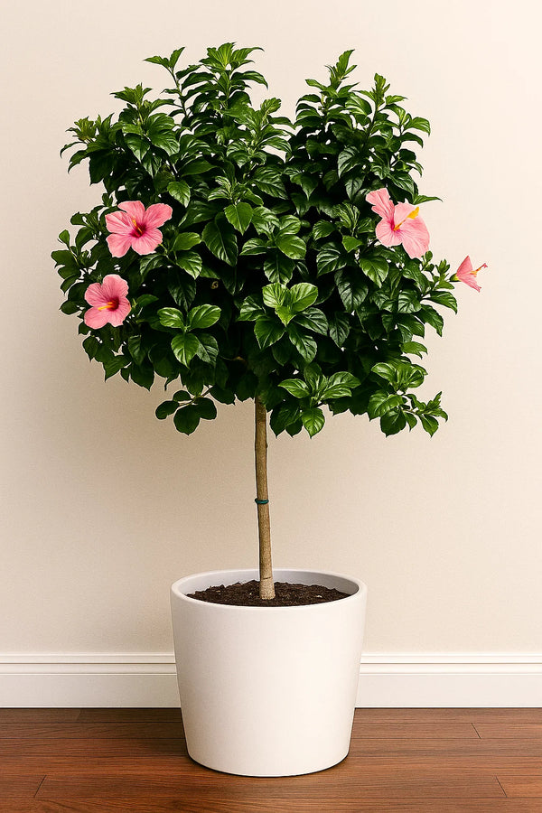 Hibiscus Anderson Crape Tree Reg