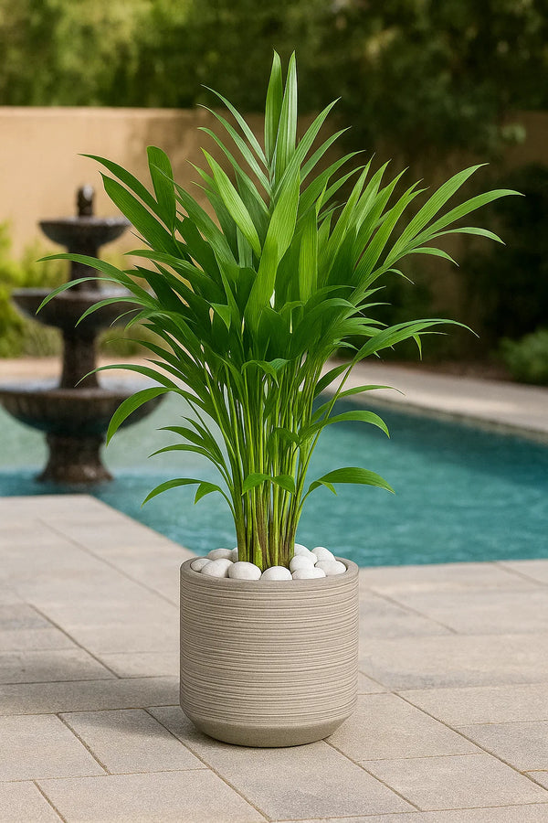 Palm Chamaedorea Cataractarum