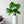 Load image into Gallery viewer, Philodendron Monstera Deliciosa
