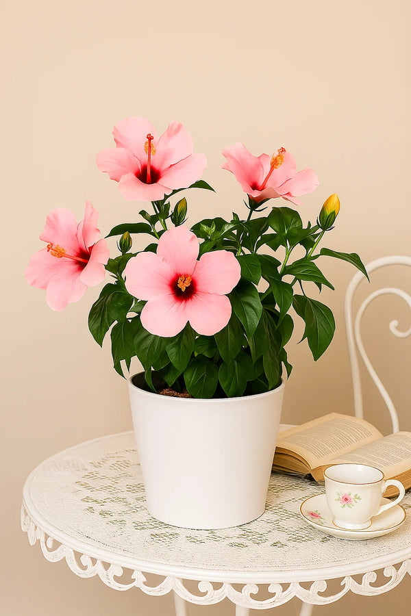 Hibiscus Seminole Pink Bush Reg
