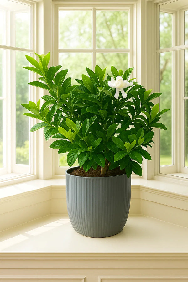 Gardenia Miami Supreme Grafted