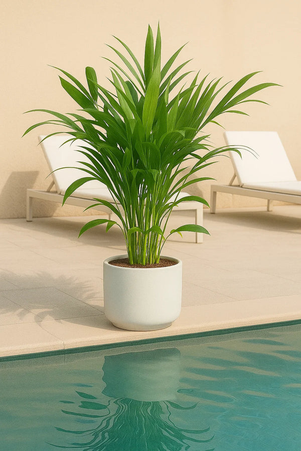 Palm Chamaedorea Cataractarum