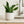 Load image into Gallery viewer, Sansevieria Futura Superba
