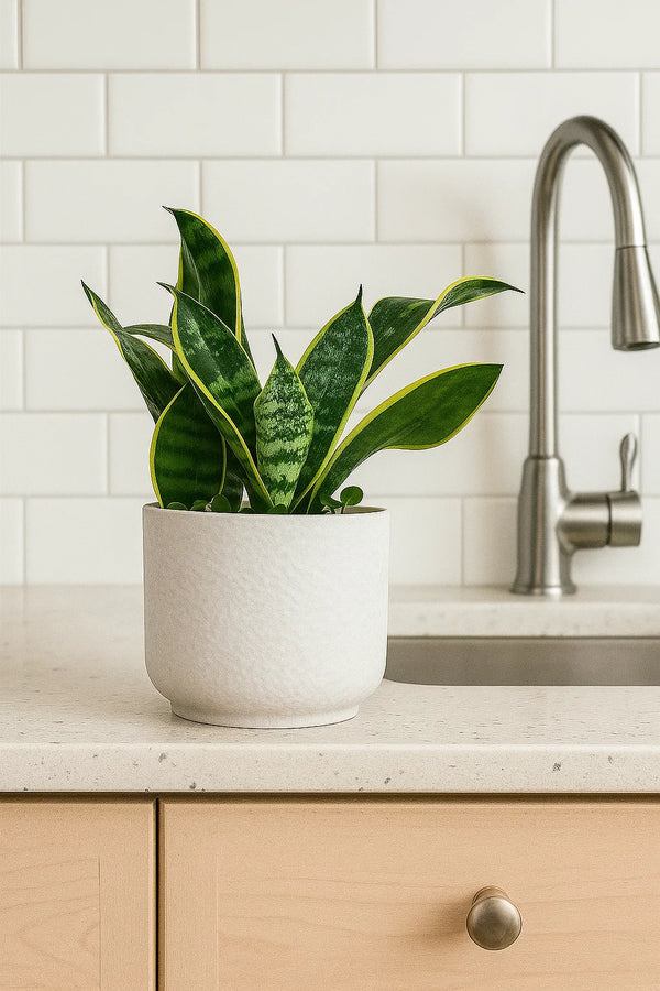 Sansevieria Futura Superba