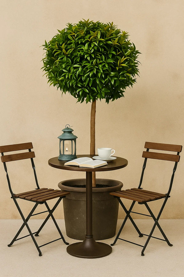 Eugenia Topiary 1 Ball on trunk