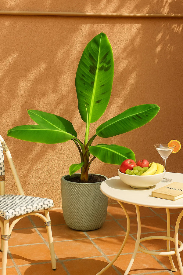chiquita banana tree live plant in a 3 gallon pot Banana Chiquita – ShopTropicals