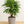 Load image into Gallery viewer, Palm Rhapis Excelsa
