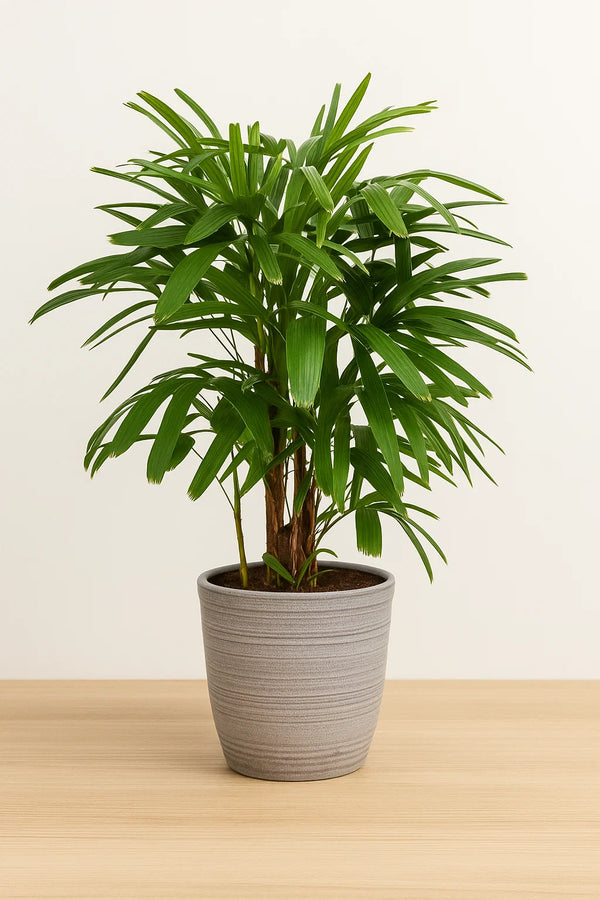 Palm Rhapis Excelsa