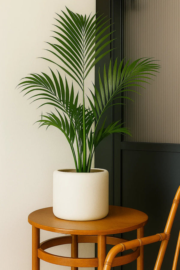 kentia palm indoor plant Palm Howea Kentia – ShopTropicals