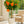 Load image into Gallery viewer, Hibiscus Double Peach Tree Reg
