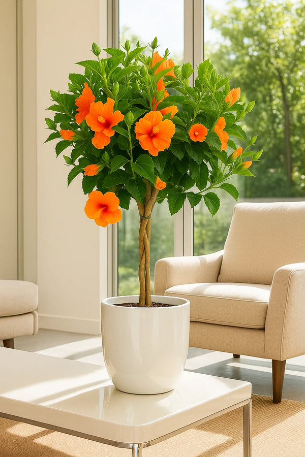 プルメリア Del Ray Peach Hibiscus Double Peach Tree Reg – ShopTropicals