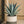 Load image into Gallery viewer, Agave Blue
