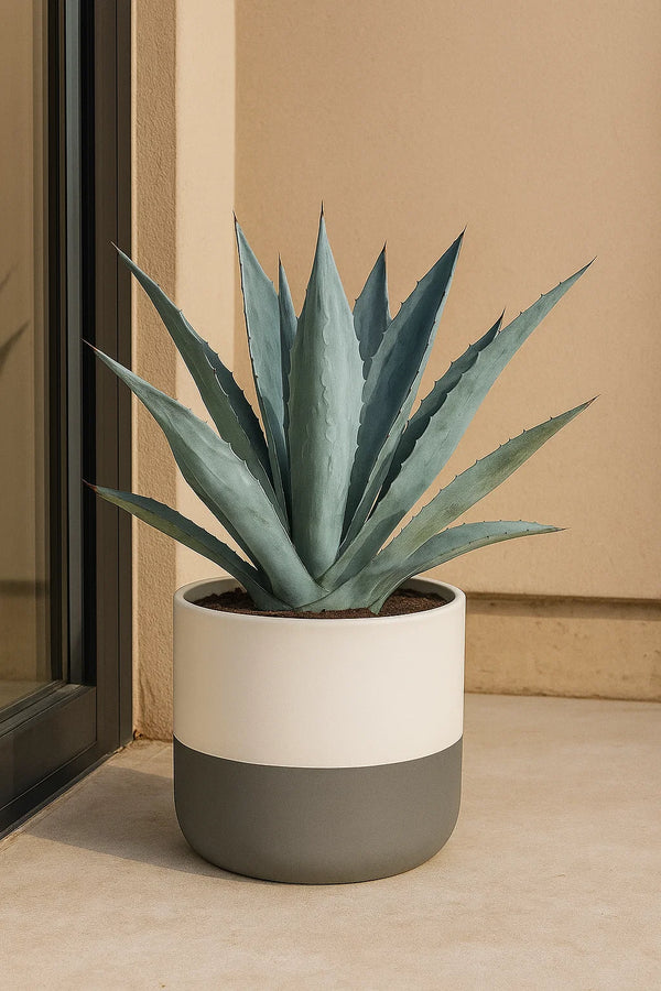 Agave Blue