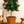 Load image into Gallery viewer, Hibiscus Anderson Crape Tree Reg
