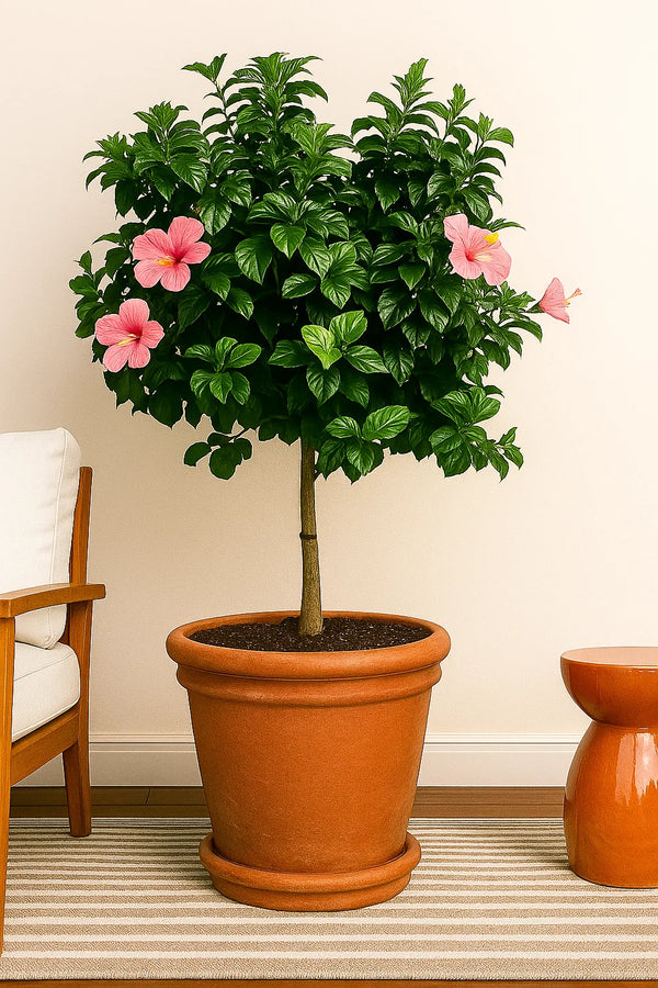 Hibiscus Anderson Crape Tree Reg