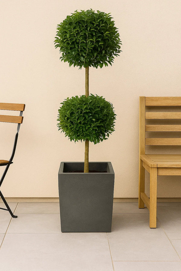 Eugenia Topiary 2 Ball